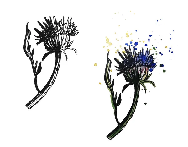 Svart Penna Och Färgglada Akvarell Handritade Botaniska Illustration Mjölk Tistel — Stockfoto