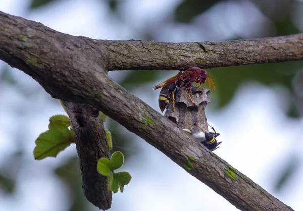 Oryantal hornet, Vespa orientalis, eşek arısı, hornet Tayland — Stok fotoğraf