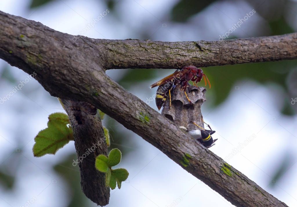 Oriental hornet, Vespa orientalis, The wasp, The hornet Thailand