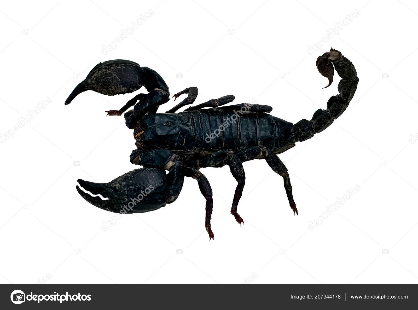 Black Scorpion Hd Wallpaper Download