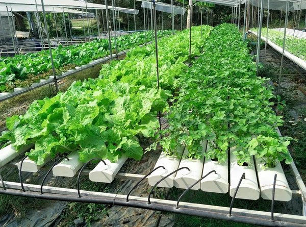 Organic hydroponic vegetable cultivation farm. — Stock Photo, Image