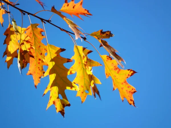 Bladeren Herfstboom — Stockfoto