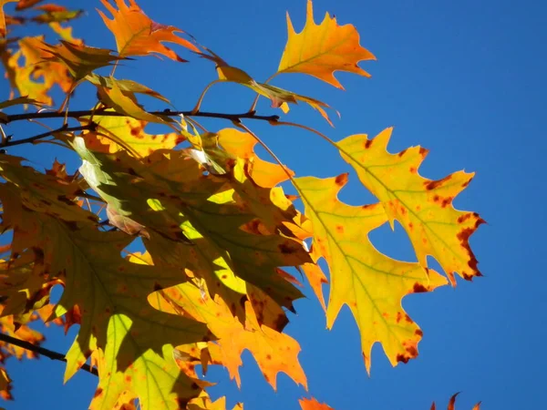 Bladeren Herfstboom — Stockfoto