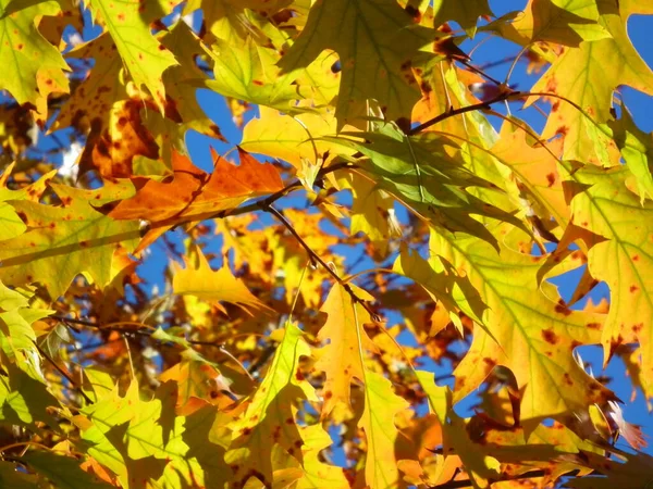 Φύλλα Στο Δέντρο Του Φθινοπώρου — Φωτογραφία Αρχείου