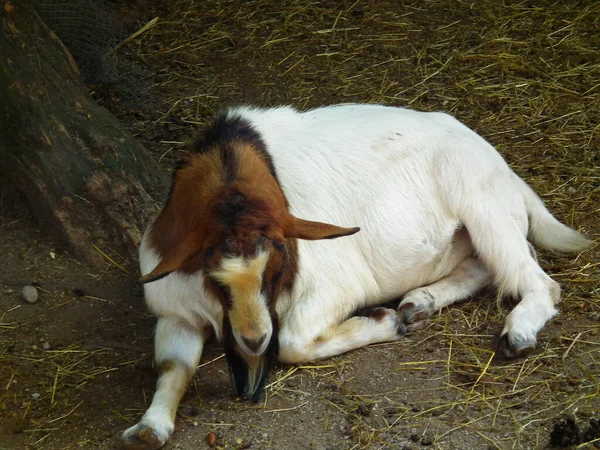 Small Domestic Goat Resting Ground — Photo