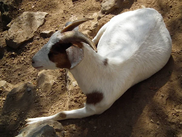 Small Domestic Goat Resting Ground — Stock Fotó