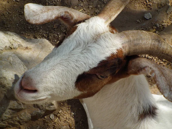 Small Domestic Goat Resting Ground — Stock Photo, Image