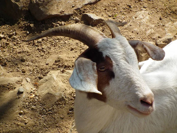 Small domestic goat resting on the ground.