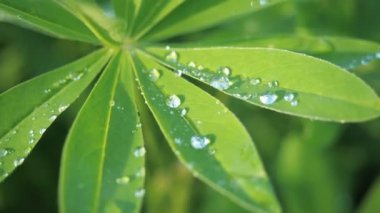 Lupine yeşil yağmur sonra güneş yakın bir yağmur damlası damla çiy bırakır. Doğa yaz arka plan