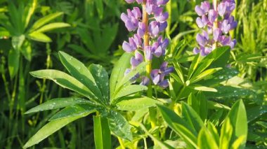 Taze canlı yeşil lupines closeup bir yağmur damlası damla çiğ ve mor çiçekler ile yağmur sonra güneş bırakır. Doğa yaz arka plan