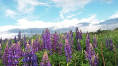 Bir yağmur damlası damla çiğ yaprakları ve sonra yağmur güneş gökyüzü arka plan üzerinde mor çiçekler ile lupines alandır. Doğa yaz arka plan