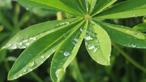 Lupine grön lämnar nära håll med en regndroppe droppe dagg efter regn på solen. Naturen sommaren bakgrund — Stockvideo