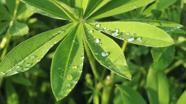 Lupine grön lämnar nära håll med en regndroppe droppe dagg efter regn på solen. Naturen sommaren bakgrund — Stockvideo