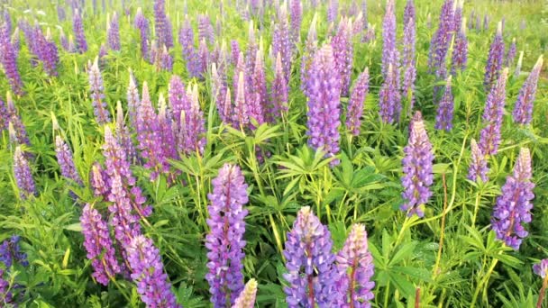 Gebied van lupine met een regendruppel drop dauw op de bladeren en paarse bloemen na regen op de zon. Natuur zomer achtergrond — Stockvideo