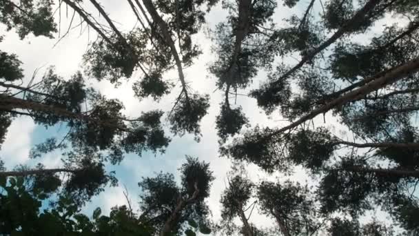 Vista inferior no topo dos pinheiros que crescem na floresta de coníferas — Vídeo de Stock