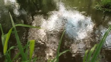 Yaz yağmur ormanı içinde. Yağmur ormanı içinden akan dere ile. Ağaçlar ve su gökyüzünde yansımasıdır. Yağmur damlaları damla su Nehri daire içine