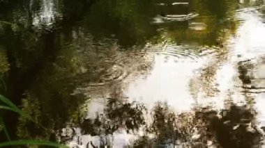 Yaz yağmur ormanı içinde. Yağmur ormanı içinden akan dere ile. Ağaçlar ve su gökyüzünde yansımasıdır. Yağmur damlaları damla su Nehri daire içine