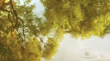 Yağmur ormanı içinden akan dere ile. Ağaçlar ve su gökyüzünde yansımasıdır. Yağmur damlaları damla su Nehri daire içine