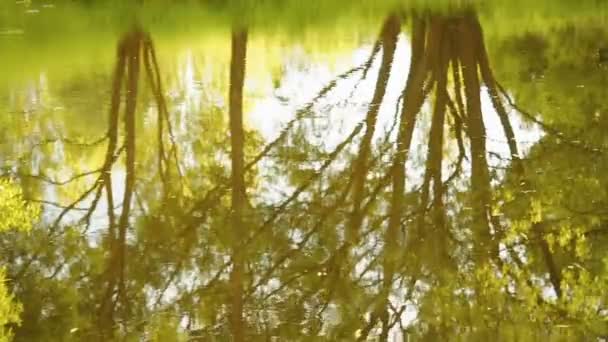 Regenwald, durch den ein Bach fließt. Reflexion von Bäumen und Himmel im Wasser. Regentropfen tropfen auf dem Wasser in die Flusskreise — Stockvideo