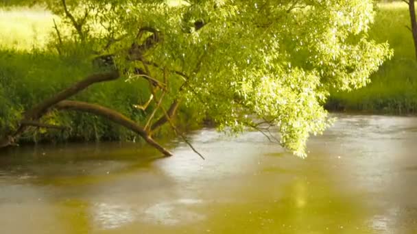 Selva tropical con arroyo que fluye a través de ella. Gotas de lluvia gotean en los círculos del río en el agua — Vídeo de stock