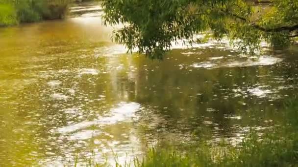 Selva tropical con arroyo que fluye a través de ella. Gotas de lluvia gotean en los círculos del río en el agua — Vídeo de stock