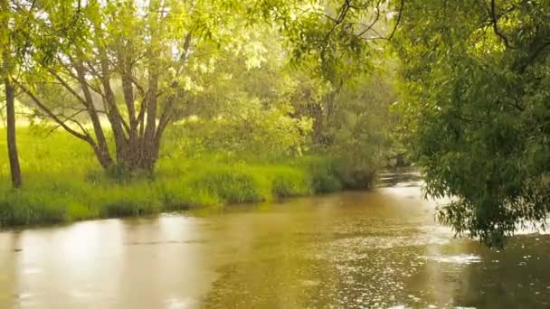 Esőerdő-patak áramlik rajta keresztül. Esőcseppek csöpög a víz a folyó körökbe — Stock videók