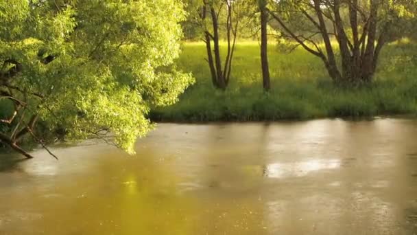 Regnskog med ström som flyter genom den. Regndroppar dropp in i floden cirklar på vattnet — Stockvideo