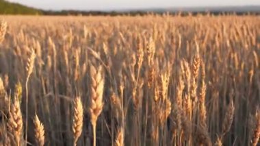 Spikelets buğday gündoğumu sahasının. Kulakları buğday rüzgarda gün batımında altın saat hareket. 30 kare/sn