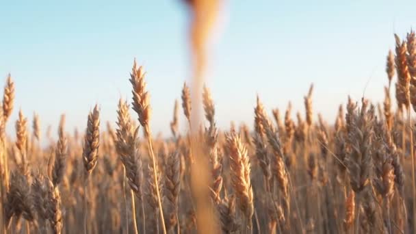 Spikelets of Wheat on a Field at Sunrise. Orelhas de trigo movendo-se ao vento na hora de ouro ao pôr-do-sol. 30 fps — Vídeo de Stock