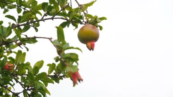 Pomegranate tree. Unripe green pomegranate on a branch on gray sky background — Stock Video
