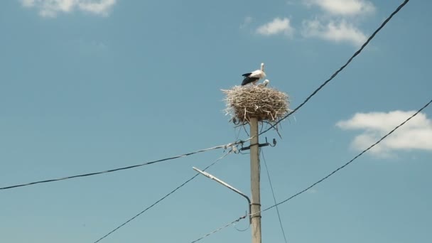 Storchenfamilie im Nest auf einer Säule am Himmel. — Stockvideo