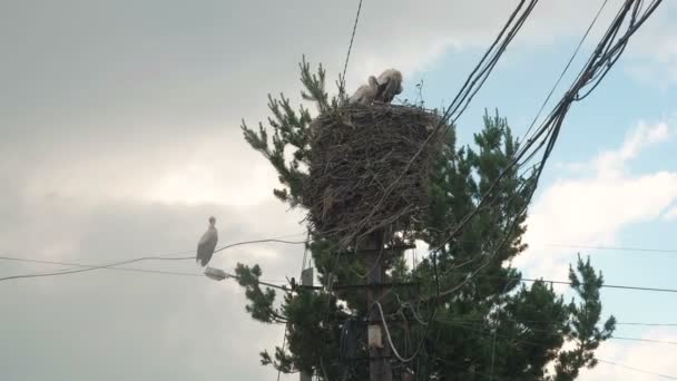 Familia de cigüeñas en su nido en un pilar después de la lluvia en el cielo Fondo — Vídeos de Stock