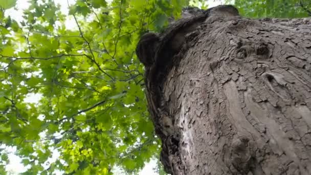 Blick von unten auf den Baum einer riesigen Platane oder Platane im Urwald. Sonnenstrahlen in der Baumkrone. Hintergrund Natur — Stockvideo