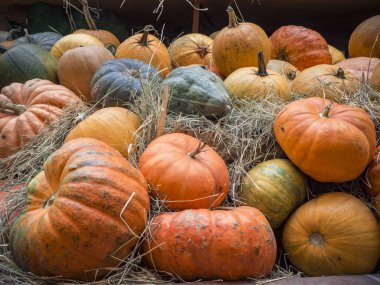 Birçok büyük turuncu kabak saman içinde yalan. Sonbahar sokak dekorasyon. Kabaklar tatil için hazırlanan sonbahar hasat.