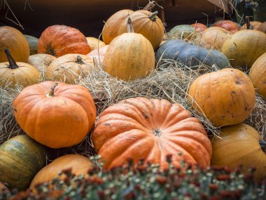 Birçok büyük turuncu kabak saman içinde yalan. Sonbahar sokak dekorasyon. Kabaklar tatil için hazırlanan sonbahar hasat.