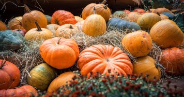 Birçok büyük turuncu kabak saman içinde yalan. Sonbahar sokak dekorasyon. Kabaklar tatil için hazırlanan sonbahar hasat.