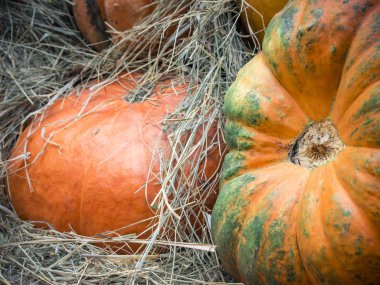 Kabak yakın çekim. Turuncu kabak üstten görünüm. Kabak parçası kapatın. Arka plan squash. Saman büyük turuncu kabak yalan.