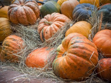 Birçok büyük turuncu kabak saman içinde yalan. Sonbahar sokak dekorasyon. Kabaklar tatil için hazırlanan sonbahar hasat.