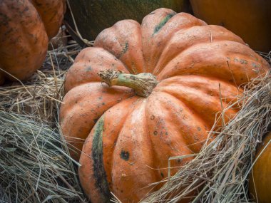 Kabak yakın çekim. Turuncu kabak üstten görünüm. Kabak parçası kapatın. Arka plan squash. Saman büyük turuncu kabak yalan.