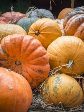 Birçok büyük turuncu kabak saman içinde yalan. Sonbahar sokak dekorasyon. Kabaklar tatil için hazırlanan sonbahar hasat.