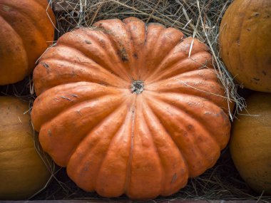 Kabak yakın çekim. Turuncu kabak üstten görünüm. Kabak parçası kapatın. Arka plan squash. Saman büyük turuncu kabak yalan.