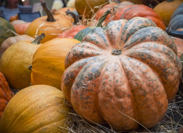 Kabak yakın çekim. Turuncu kabak üstten görünüm. Kabak parçası kapatın. Arka plan squash. Saman büyük turuncu kabak yalan.