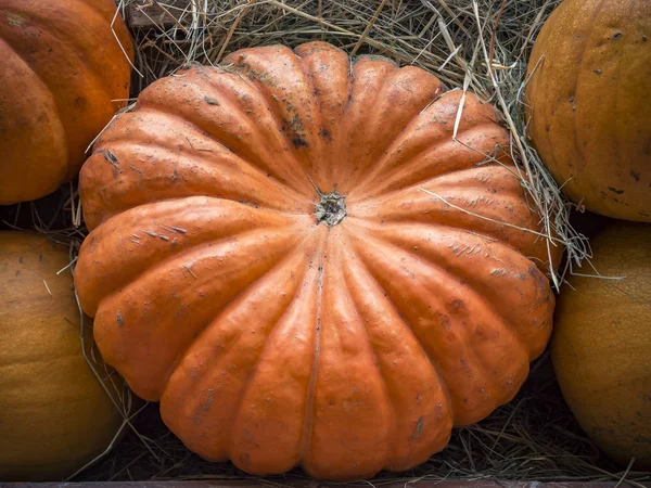 Kabak yakın çekim. Turuncu kabak üstten görünüm. Kabak parçası kapatın. Arka plan squash. Saman büyük turuncu kabak yalan.