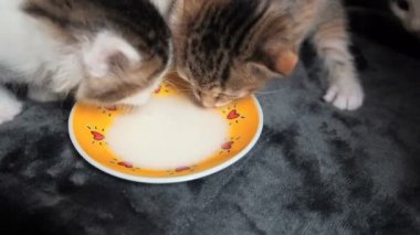 İlk yavru kedi besleme. İlk kez kendi deneyin süt anne gözetimi altında bir plaka üzerinde uçan daire iki sevimli kedi içme sütü küçük kedi yavrusu.