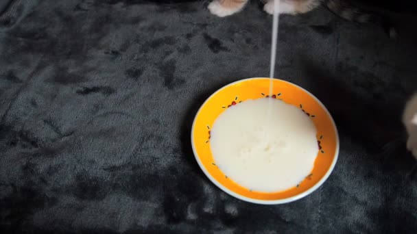 Első cica a etetés. Kis cica iszik tejet a csészealj két aranyos cica először a saját próbálja tej egy tányér. — Stock videók