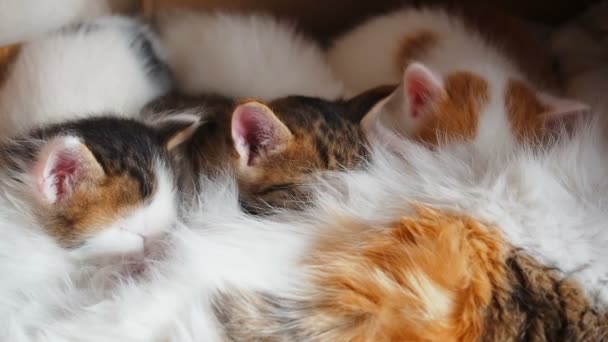 Kleine katjes zuigen een tit borst op de moeder kat. Borstvoeding kittens. Katjes eten moeders melk. Schattige kat familie. — Stockvideo