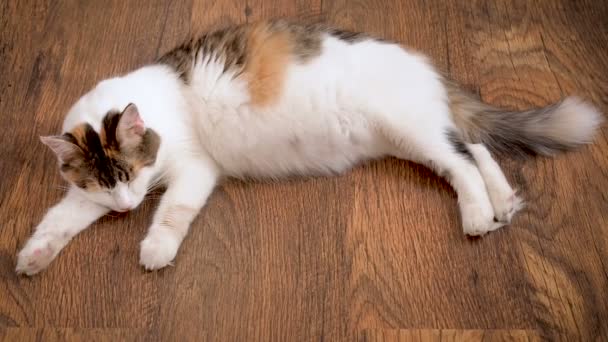 Gato embarazada se encuentra en el suelo de madera. Gato en el último término del embarazo. Gato calico embarazada con gran vientre tendido en el suelo de madera, relajante — Vídeos de Stock