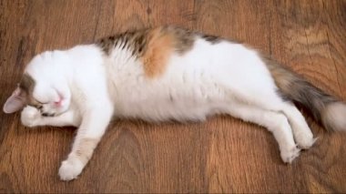 Hamile kedi yalıyor ve ahşap zemin üzerinde yatıyor. Gebeliğin son dönem içinde kedi. Ahşap zemin döşeme, rahatlatıcı ve yıkama büyük göbek ile hamile alaca kedi