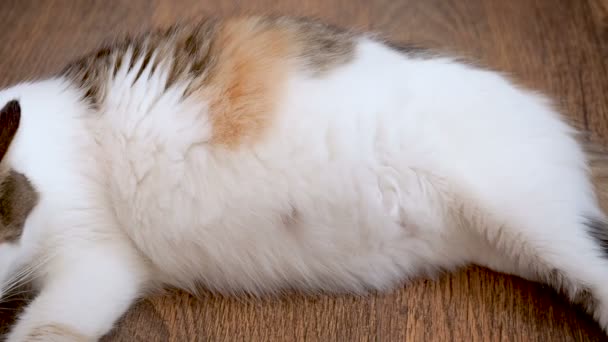 Μεγάλη κοιλιά η έγκυος γάτα. Γατάκια κινούνται στο στομάχι γάτες. Δεν έχει ακόμη γεννηθεί γατάκια κινείται στην κοιλιά μητέρες. Τελευταίο τρίμηνο της κύησης γάτα — Αρχείο Βίντεο