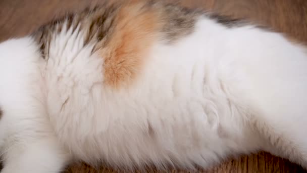 Μεγάλη κοιλιά η έγκυος γάτα. Γατάκια κινούνται στο στομάχι γάτες. Δεν έχει ακόμη γεννηθεί γατάκια κινείται στην κοιλιά μητέρες. Τελευταίο τρίμηνο της κύησης γάτα — Αρχείο Βίντεο